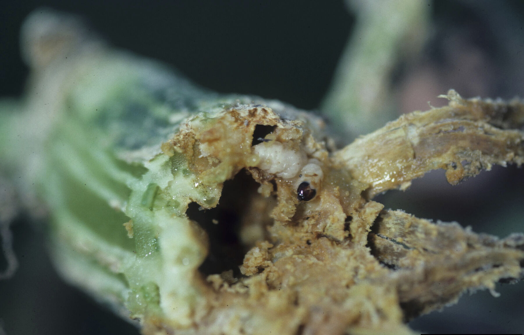 Squash vine borer